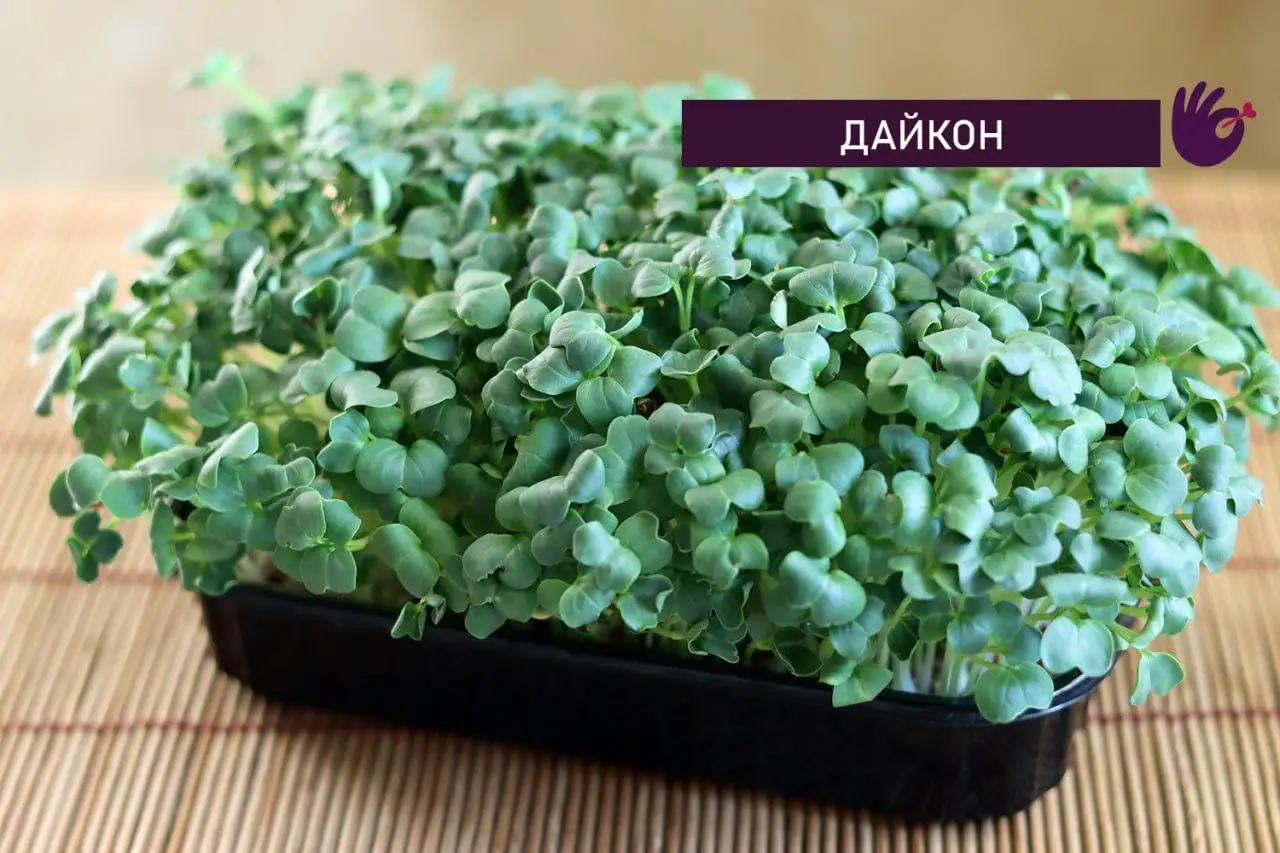 Микрозелень в Ставрополе - Продукты питания (Услуги) в Ставрополь