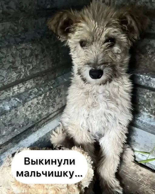 Фунтик ищет дом - частное объявление в Невинномысск