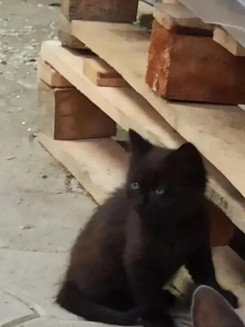 Продаются котята британской породы - Кошки в Ставрополь