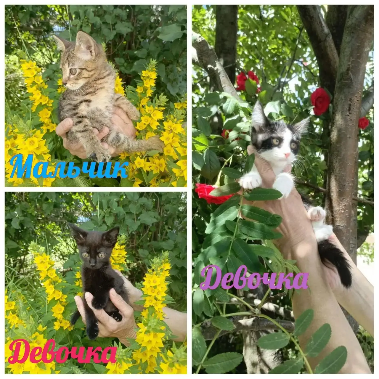 Котята в добрые руки - Кошки (Животные) в Михайловск