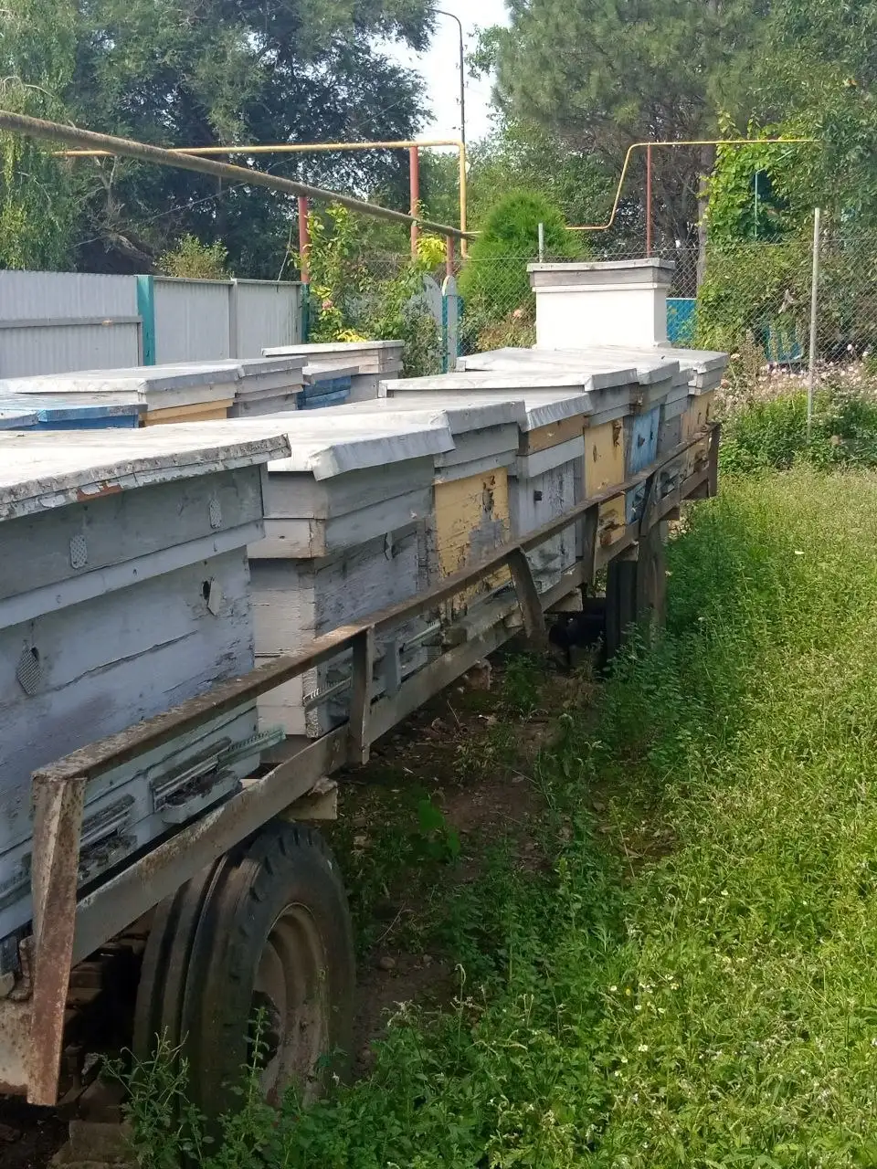 Мед в сотах, майский - продукты в Ставрополь