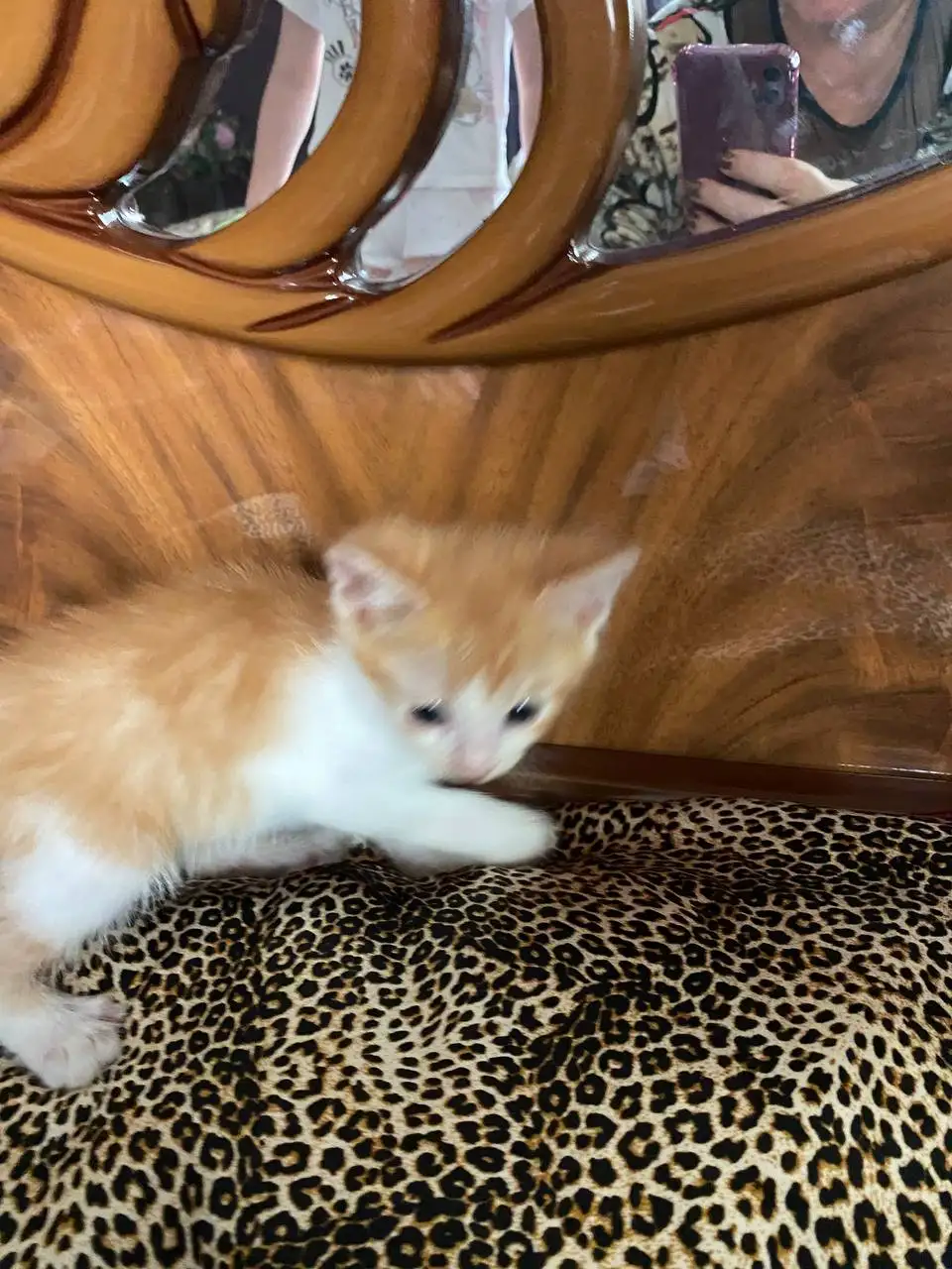 Котята в добрые руки - Кошки (Животные) в Ставрополь