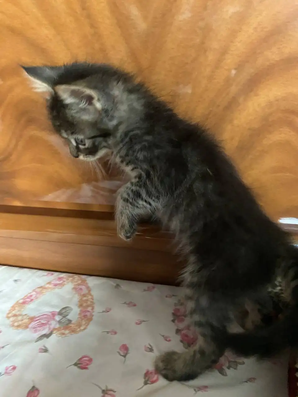 Котята в добрые руки - Кошки (Животные) в Ставрополь