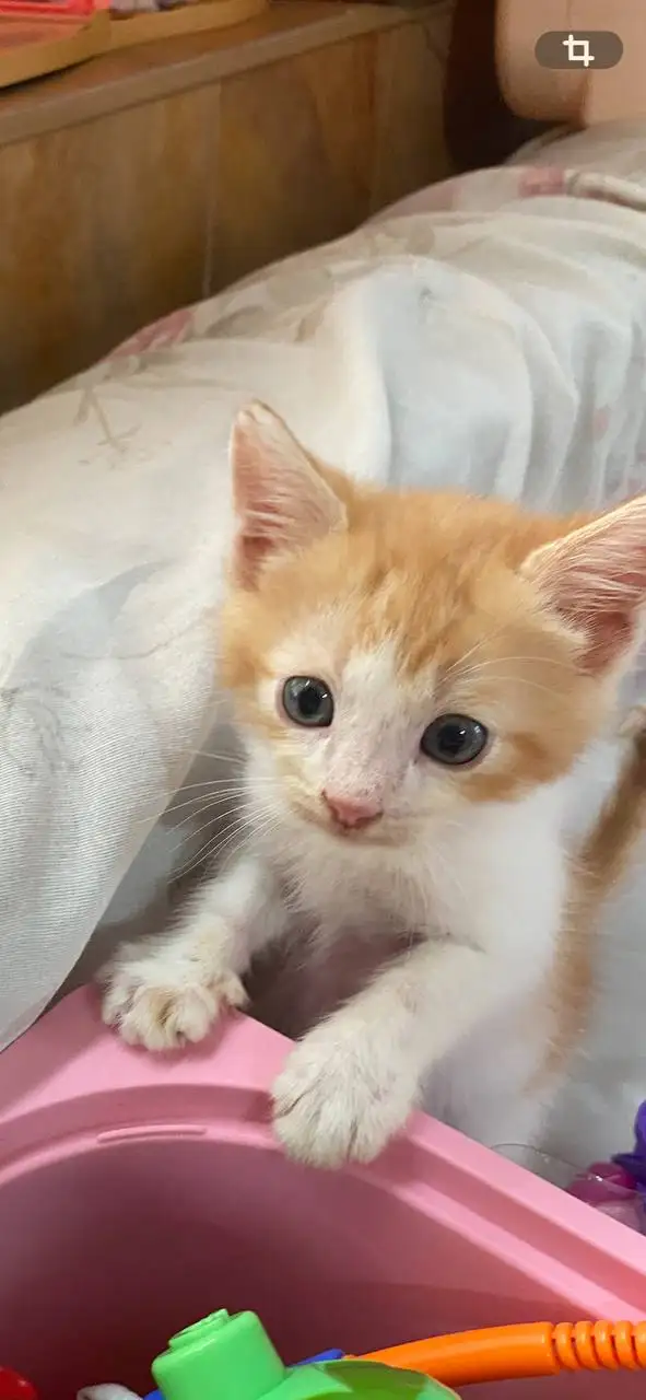 Котята в добрые руки - Кошки (Животные) в Ставрополь