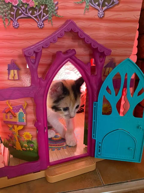 Котята в добрые руки - Кошки в Ставрополь