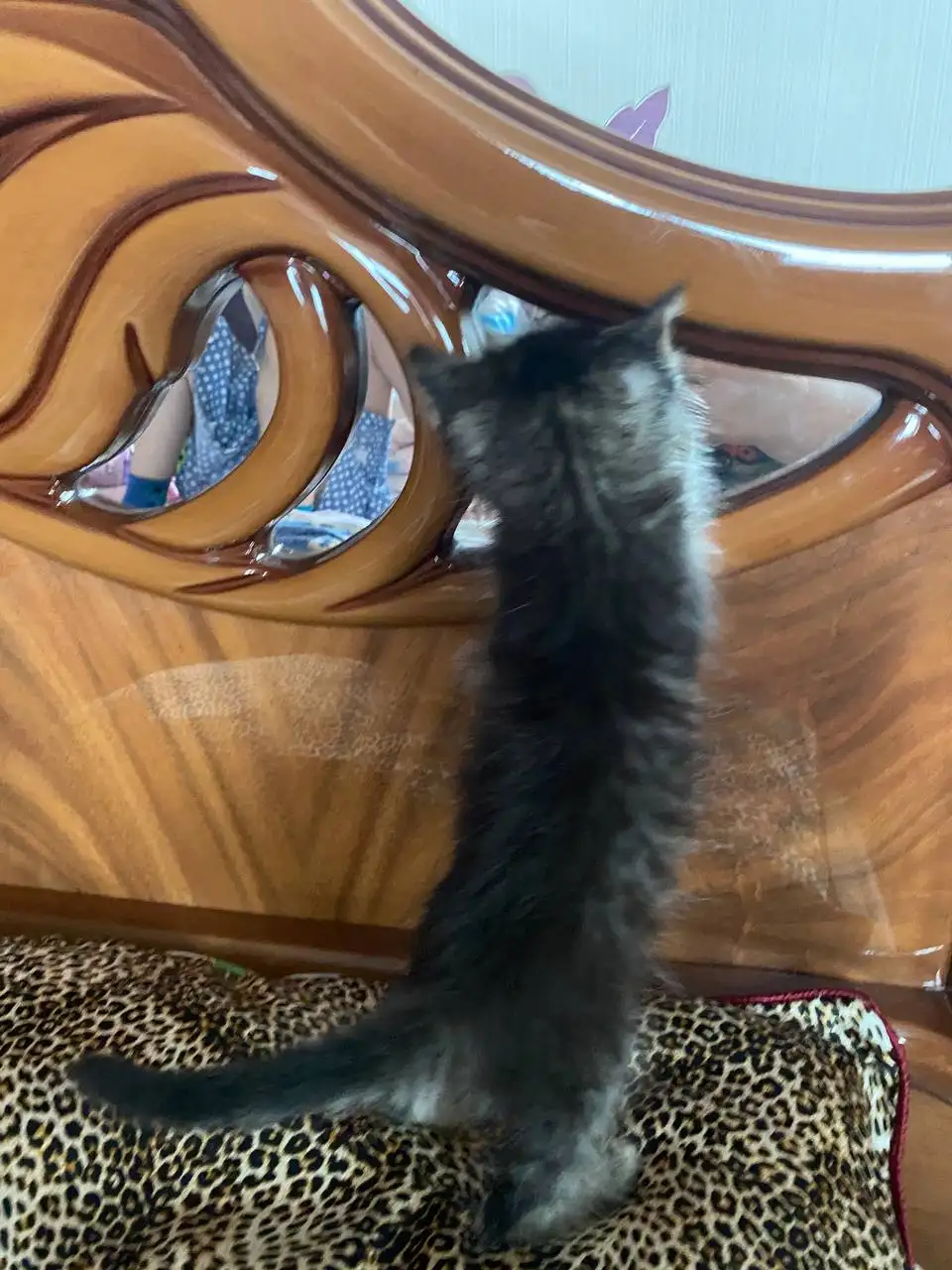 Котята в добрые руки - Кошки (Животные) в Ставрополь