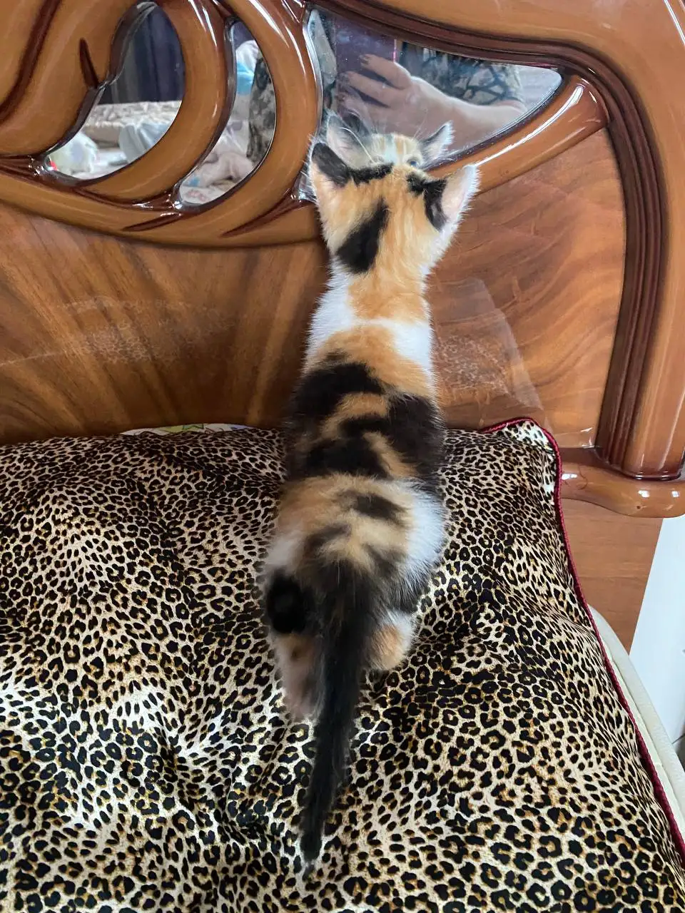Котята в добрые руки - Кошки (Животные) в Ставрополь