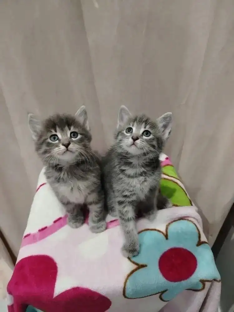 Котята даром - Кошки (Животные) в Ставрополь