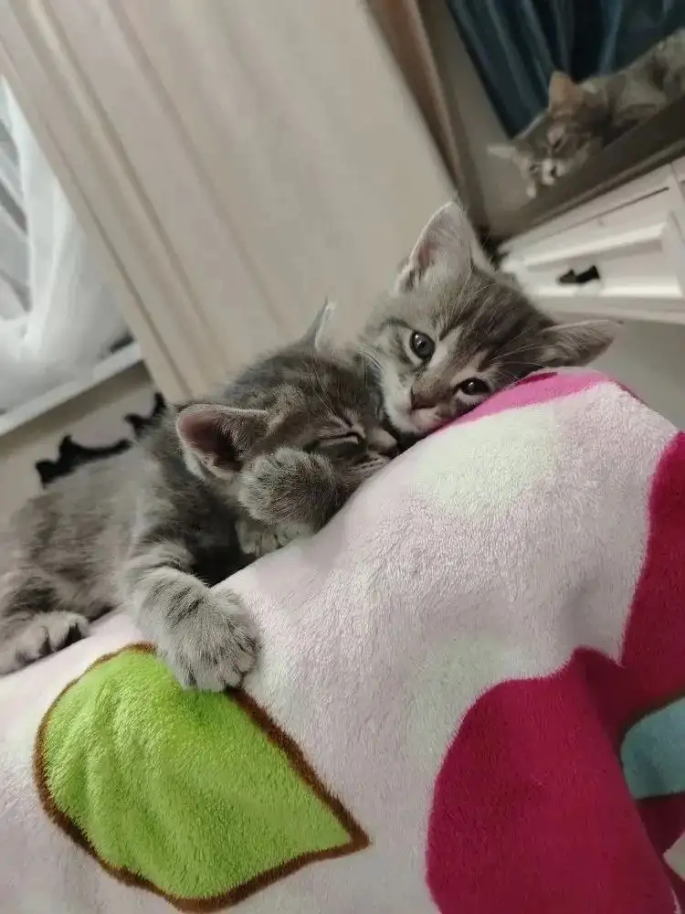 Котята даром - Кошки (Животные) в Ставрополь