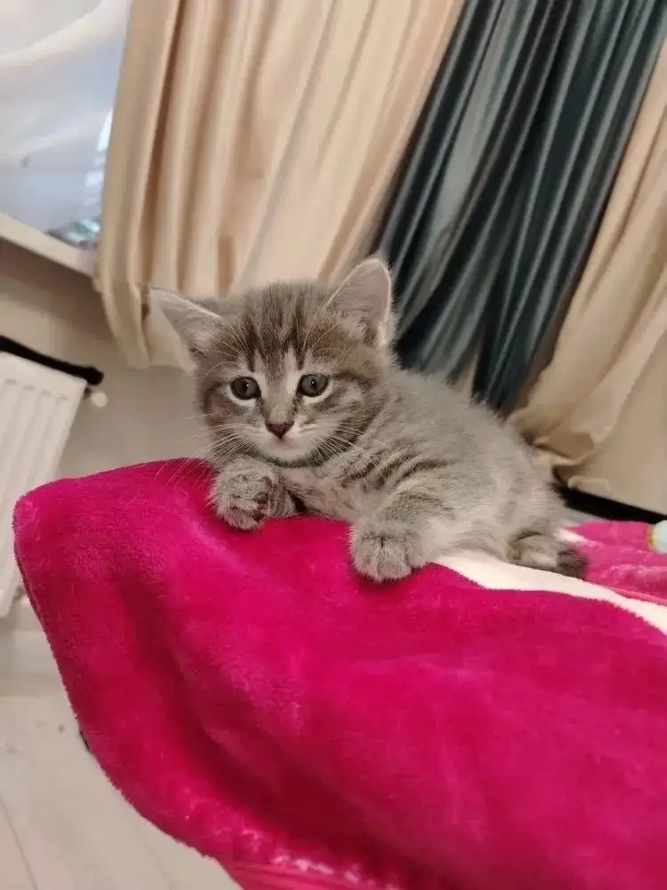 Котята даром - Кошки (Животные) в Ставрополь