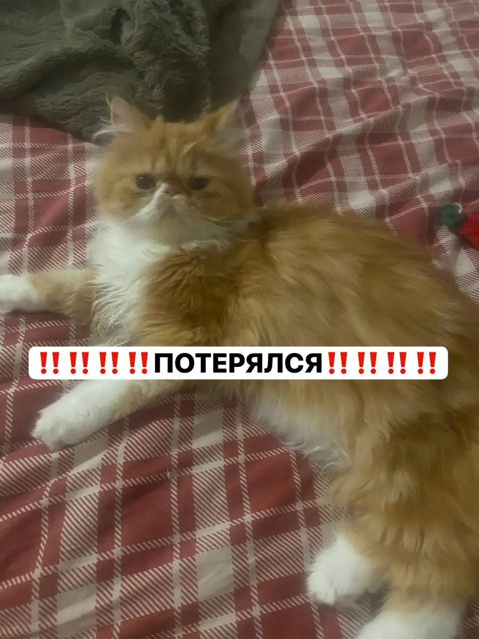 Пропал кот, персидская порода, СНТ Нива (юго-запад) - Потеряшки (Животные) в Ставрополь