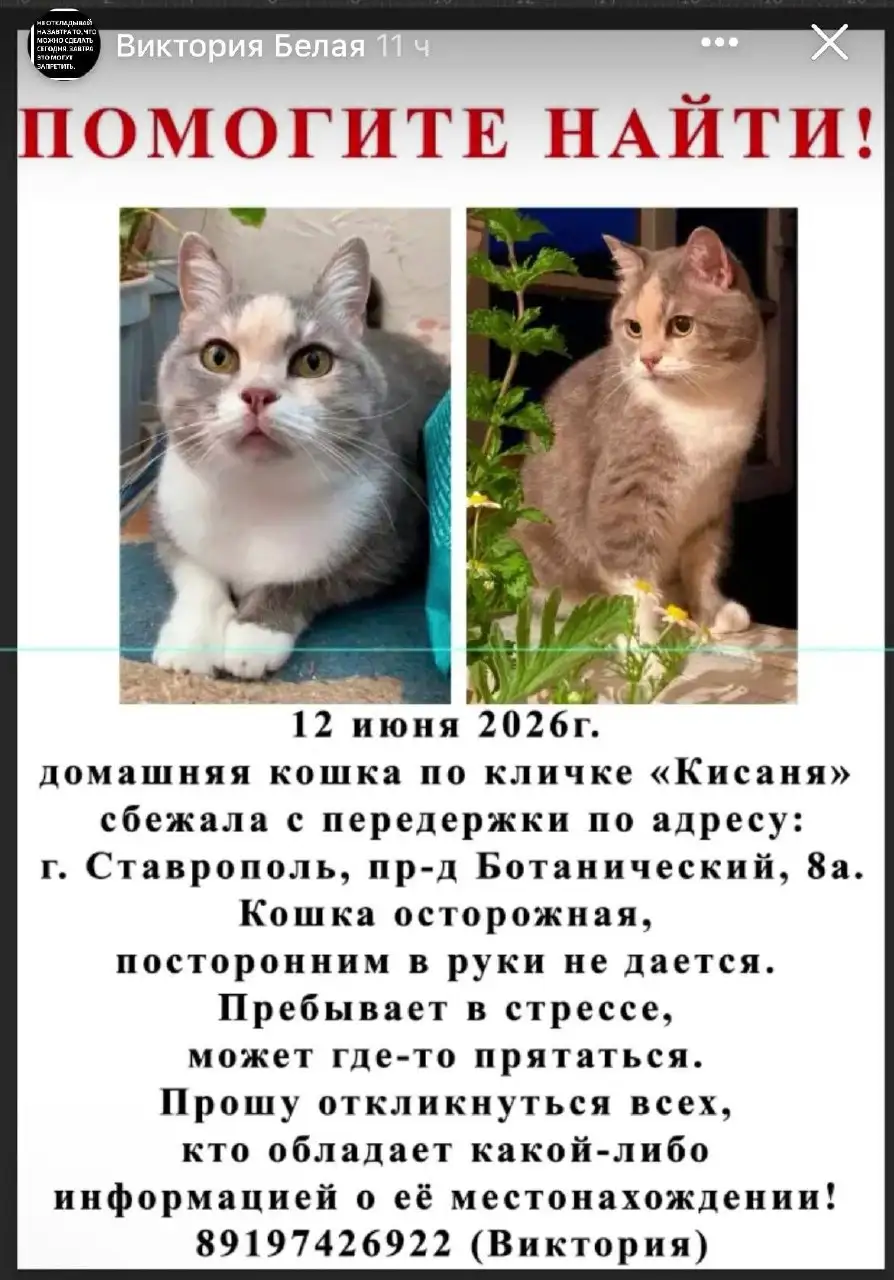 Потеряна кошка, ищем 11 дней - Кошки (Животные) в Ставрополь