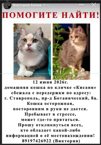 Потеряна кошка, ищем 11 дней - частное объявление в Ставрополь