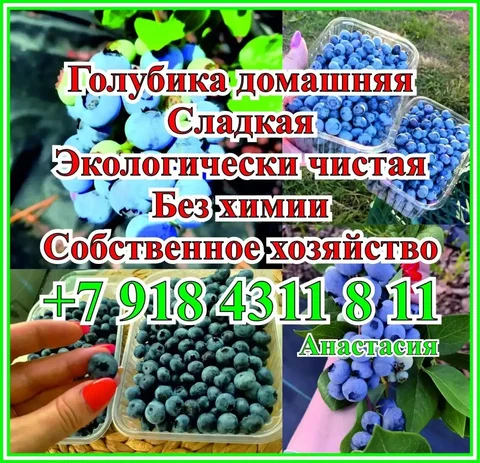 Голубика свежая из Тимашевска - частное объявление в Ставрополь