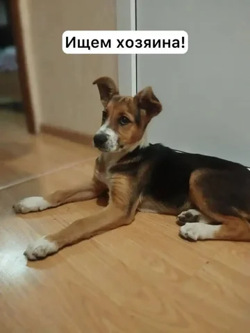 Потерялся щенок, ищу хозяина - Животные в Кисловодск