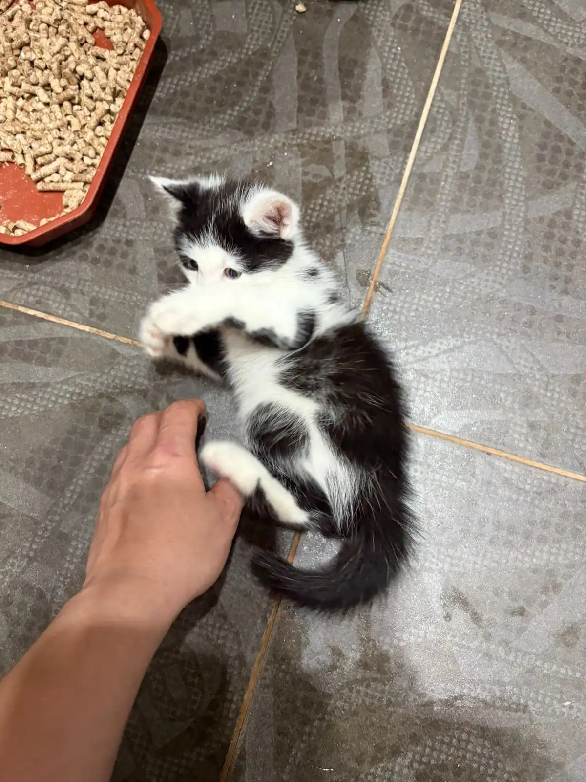 Отдам котёнка в добрые руки - Кошки (Животные) в Ставрополь