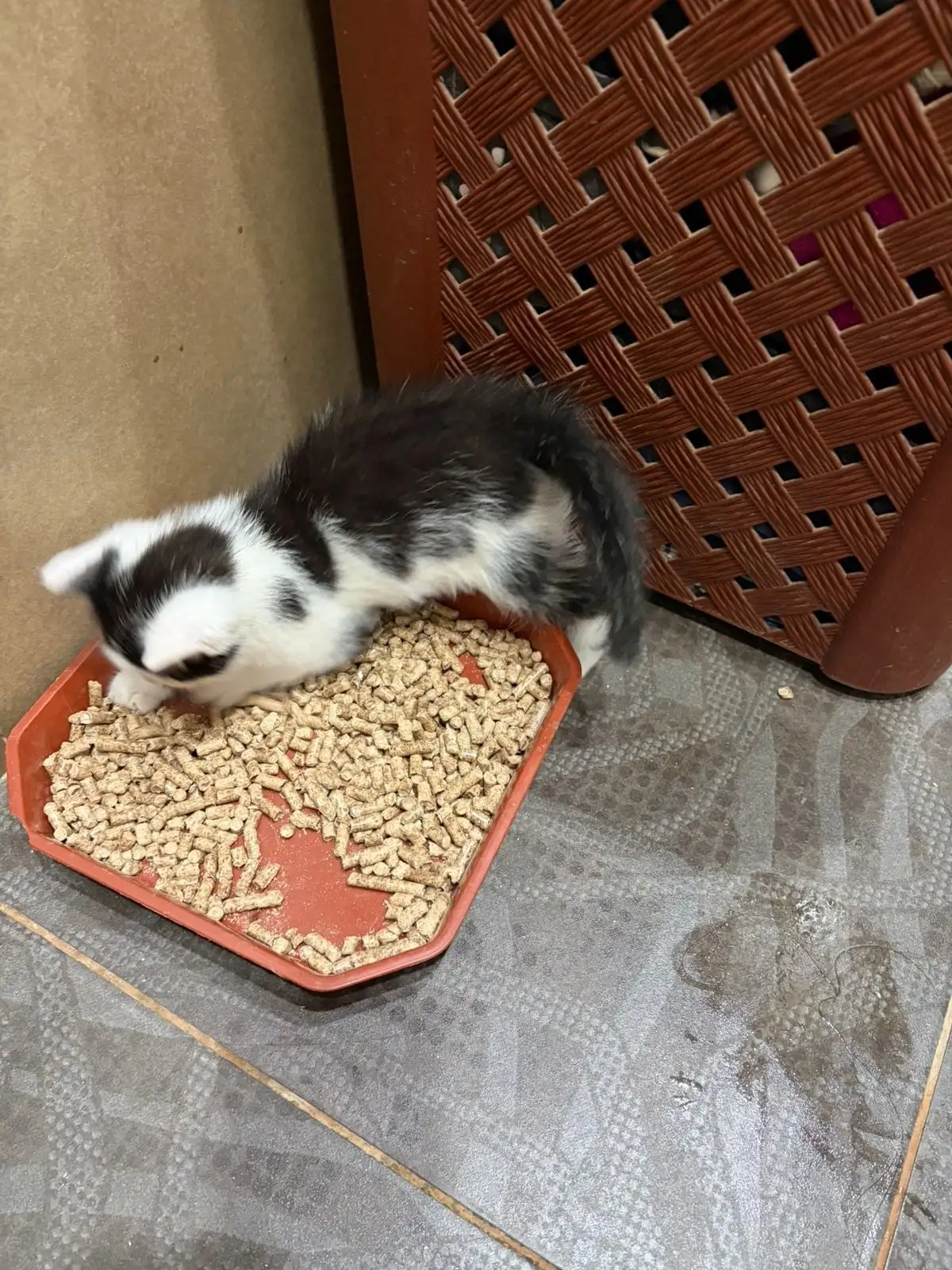 Отдам котёнка в добрые руки - Кошки (Животные) в Ставрополь