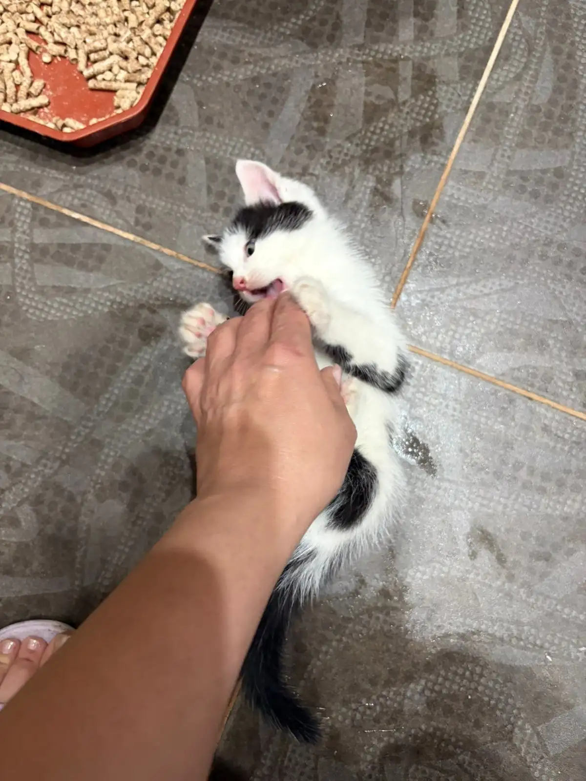 Отдам котёнка в добрые руки - Кошки (Животные) в Ставрополь