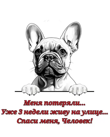 Потерялась французский бульдог на ул. Макарова - частное объявление в Ставрополь