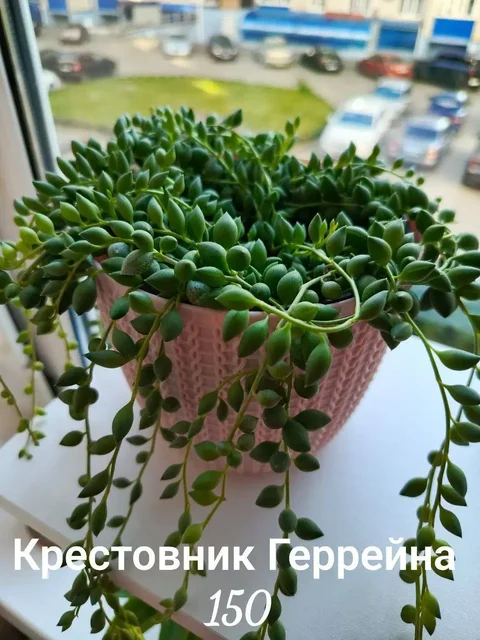 Продажа срезов цветов для укоренения - частное объявление в Ставрополь