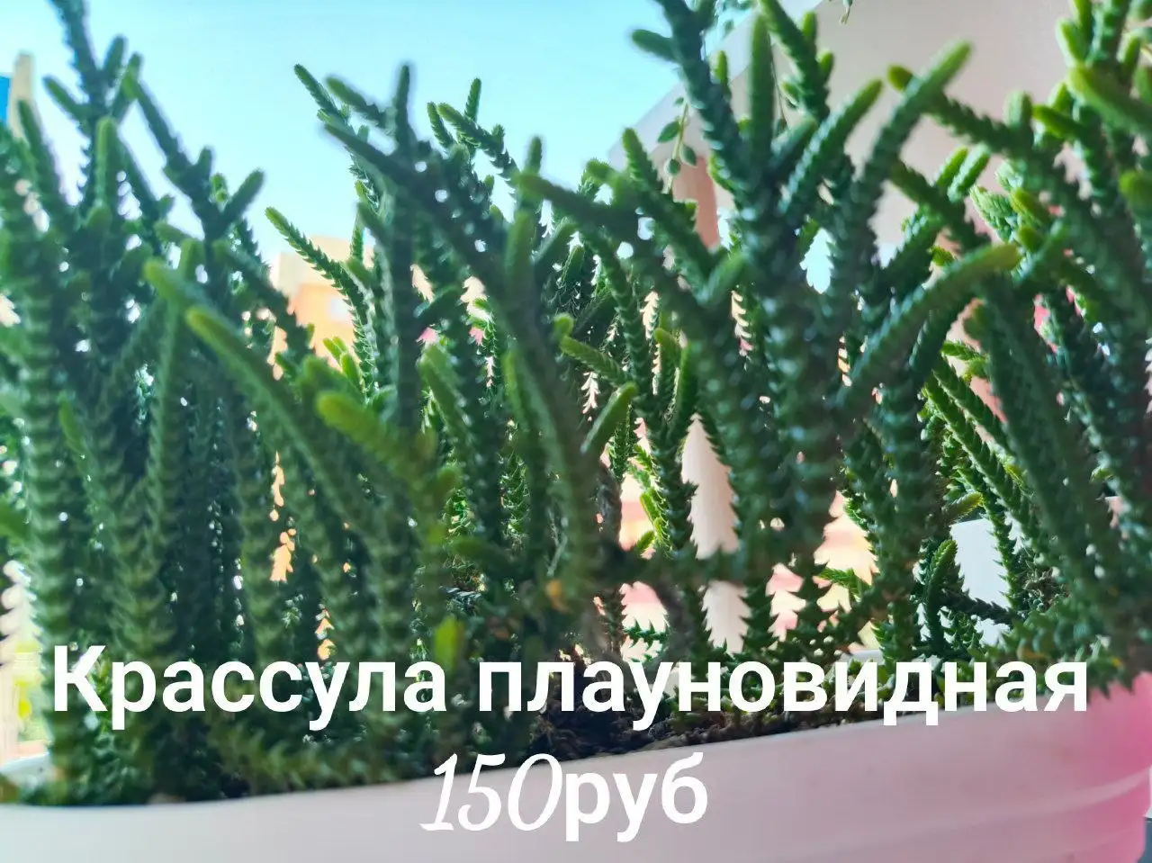 Продажа срезов цветов для укоренения - Растения (Хобби и отдых) в Ставрополь