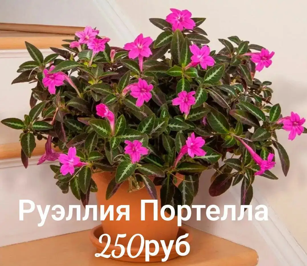 Продажа срезов цветов для укоренения - Растения (Хобби и отдых) в Ставрополь