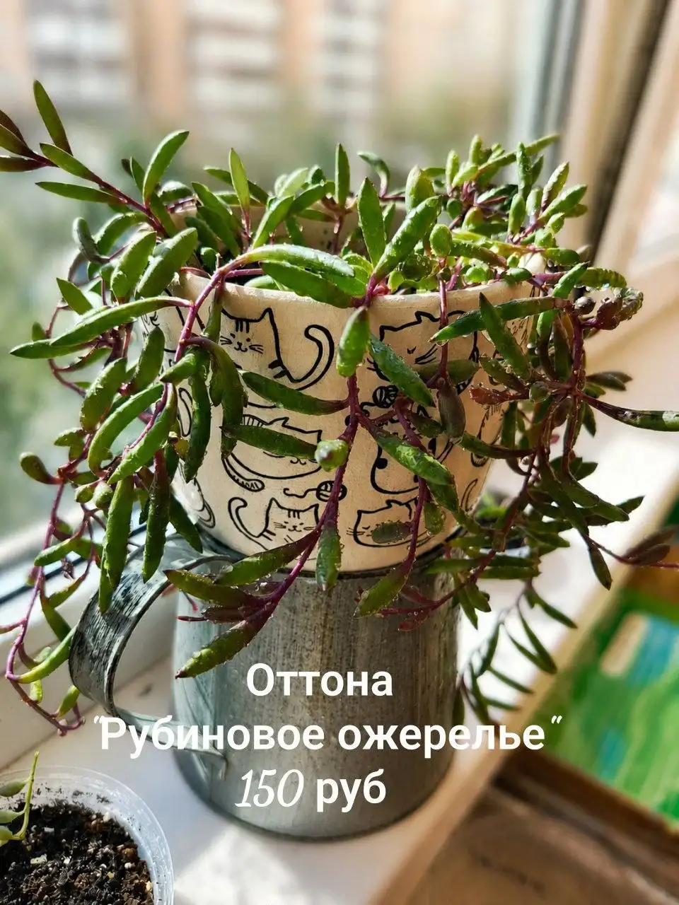 Продажа срезов цветов для укоренения - Растения (Хобби и отдых) в Ставрополь