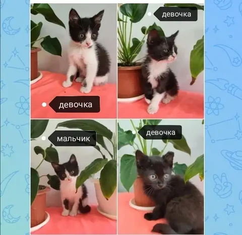Ищут дом котята в Михайловске - частное объявление в Михайловск