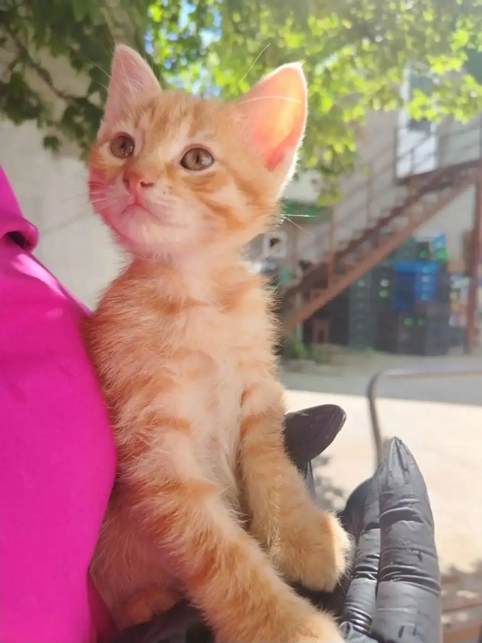 Отдам бесплатно 2 кота и 1 кошку - Кошки (Животные) в Ставрополь
