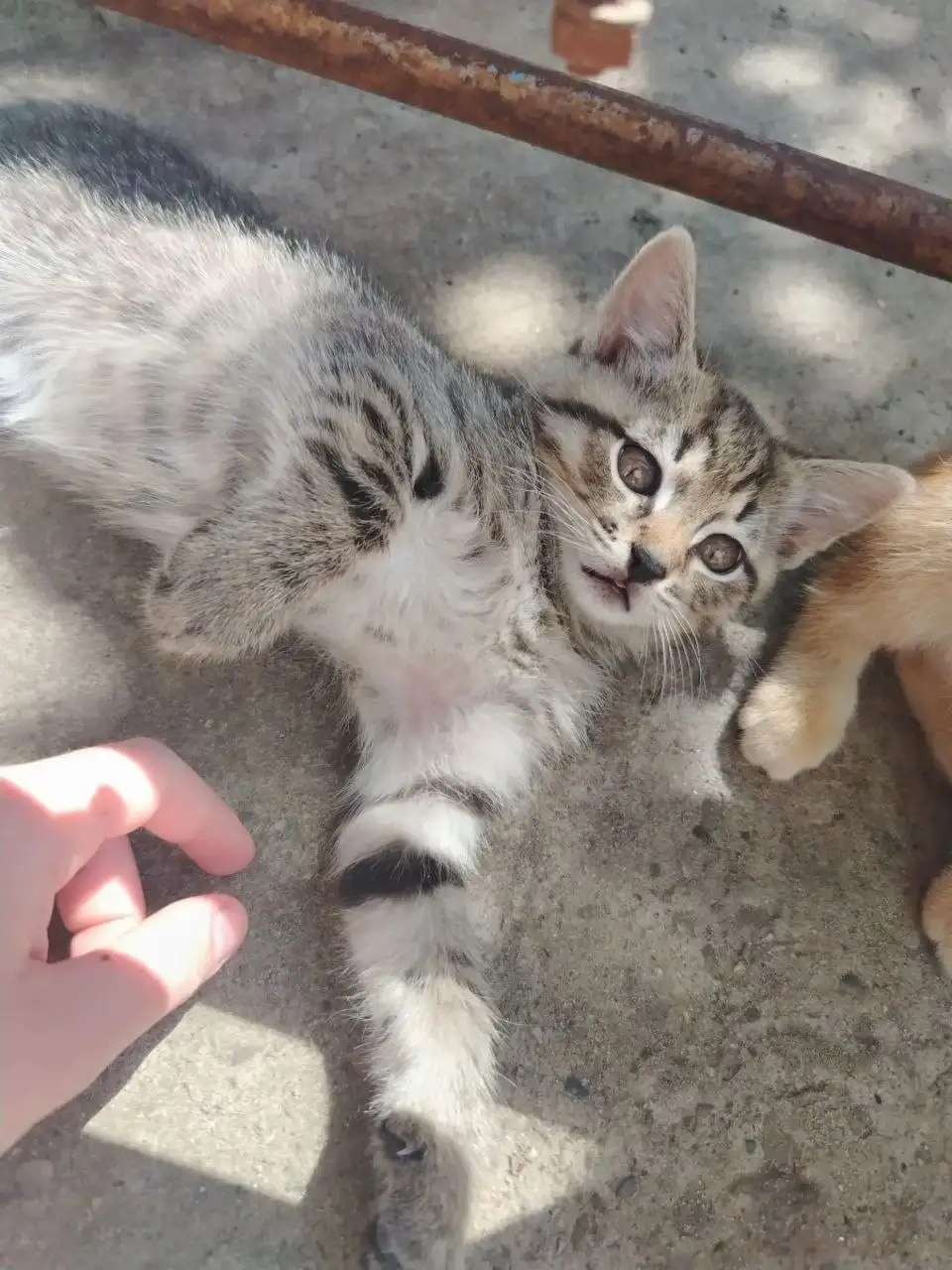Отдам бесплатно 2 кота и 1 кошку - Кошки (Животные) в Ставрополь