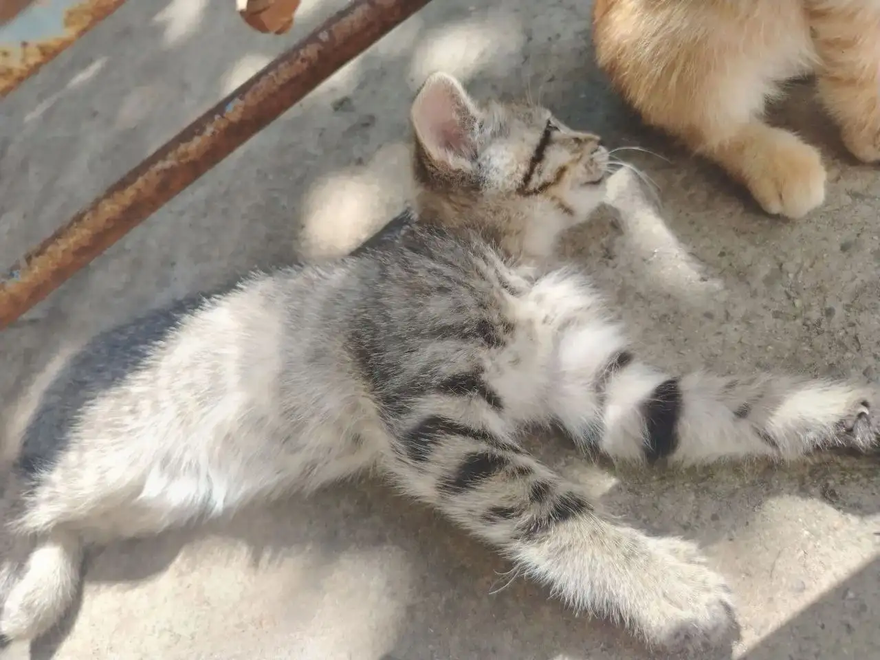 Отдам бесплатно 2 кота и 1 кошку - Кошки (Животные) в Ставрополь