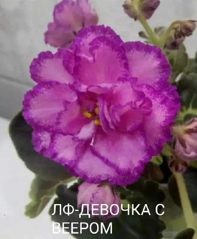 Продаю сортовые фиалочки - Растения в Ставрополь