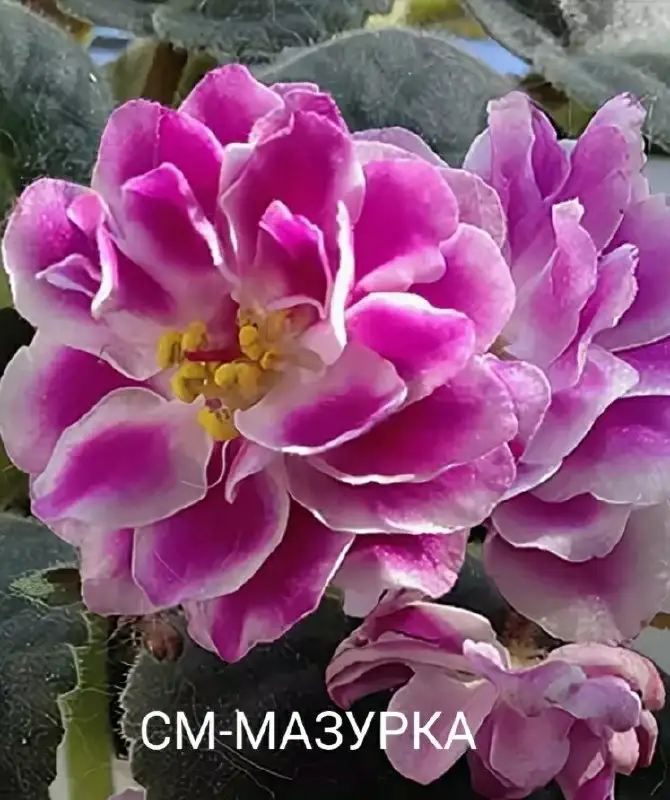 Продаю сортовые фиалочки - Растения в Ставрополь