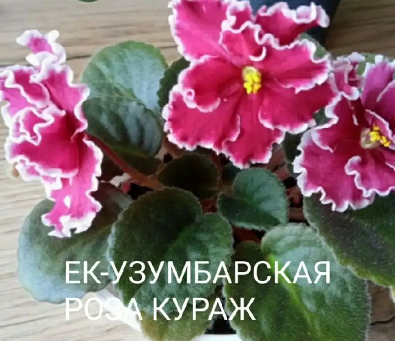 Телефон, ватсап 8 962 400 777 8 - Услуги в Ставрополь
