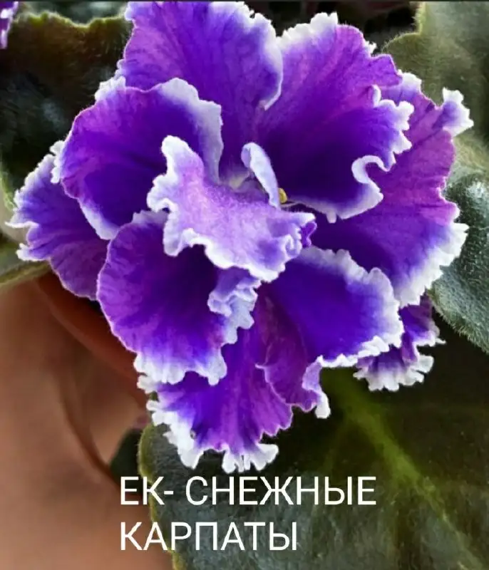 Телефон, ватсап 8 962 400 777 8 - Услуги в Ставрополь