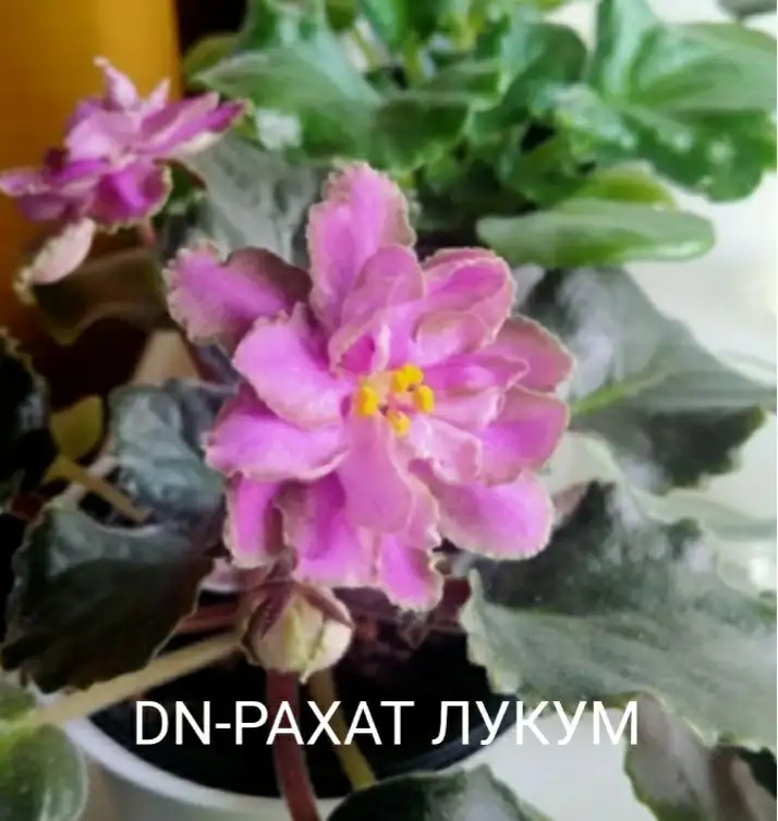 Телефон, ватсап 8 962 400 777 8 - Услуги в Ставрополь