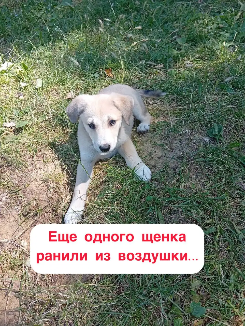 Срочная помощь раненым щенкам в с. Пелагиада - Животные в Пелагиада