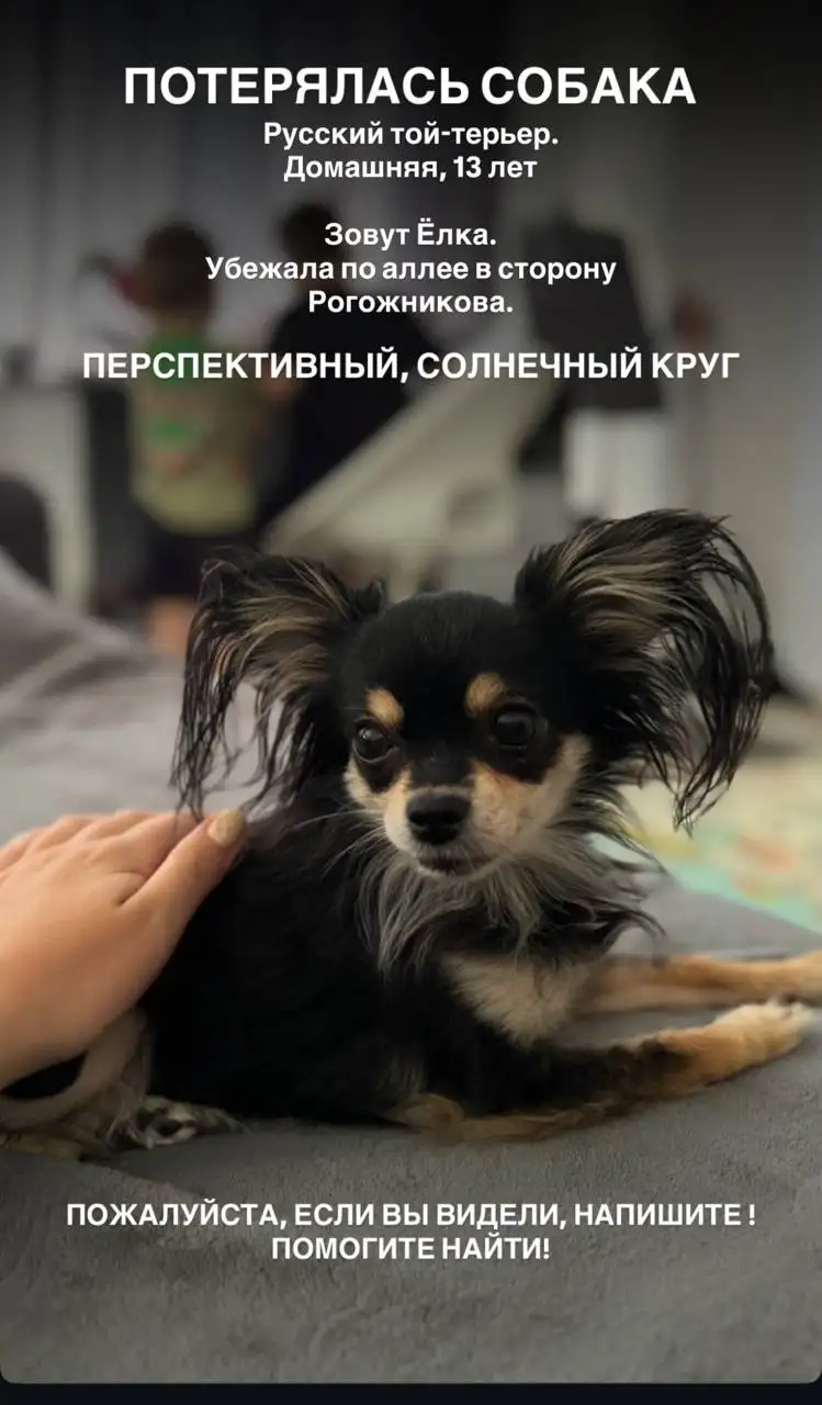 Потерялась собака - Потеряшки (Животные) в Ставрополь