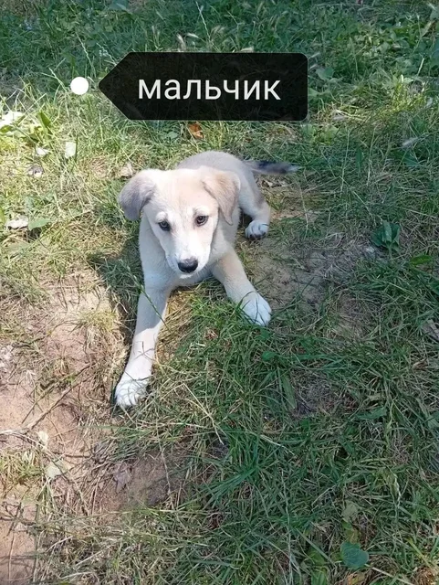 Щенки в добрые руки - частное объявление в Михайловск