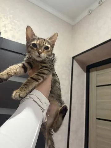 Котенок ищет дом - Пропажа/Находка в Ставрополь