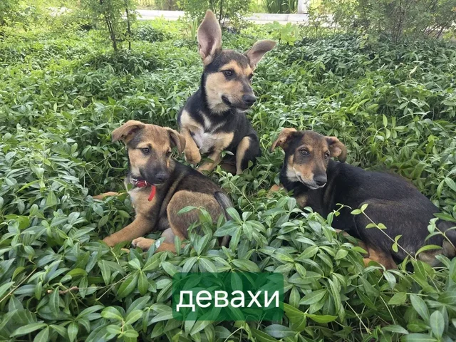 Срочно ищу дом щенкам в Демино, Ставрополь - Пропажа/Находка в Ставрополь