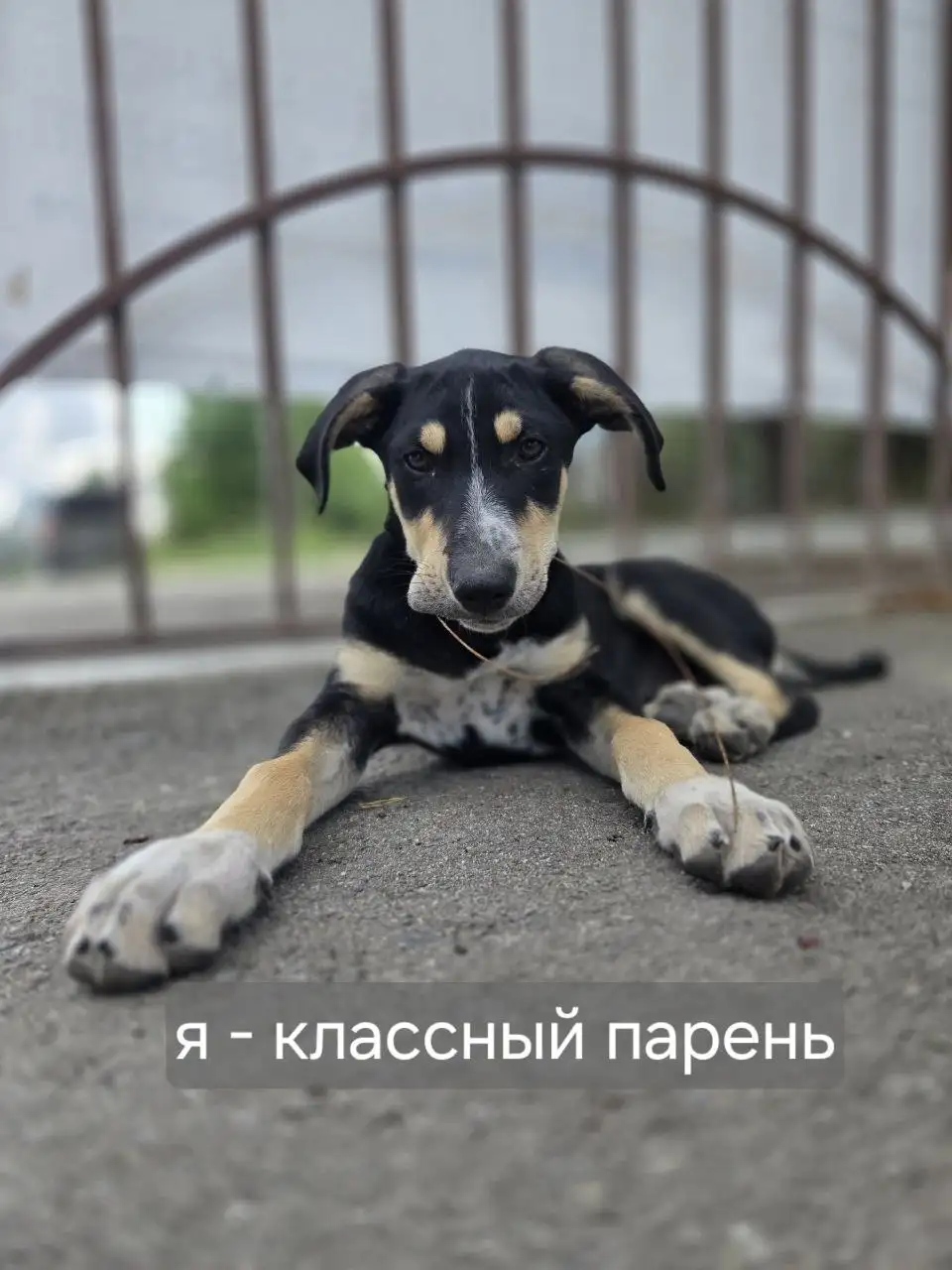 Срочно ищу дом щенкам в Демино, Ставрополь - Кошки и собаки (Животные) в Ставрополь