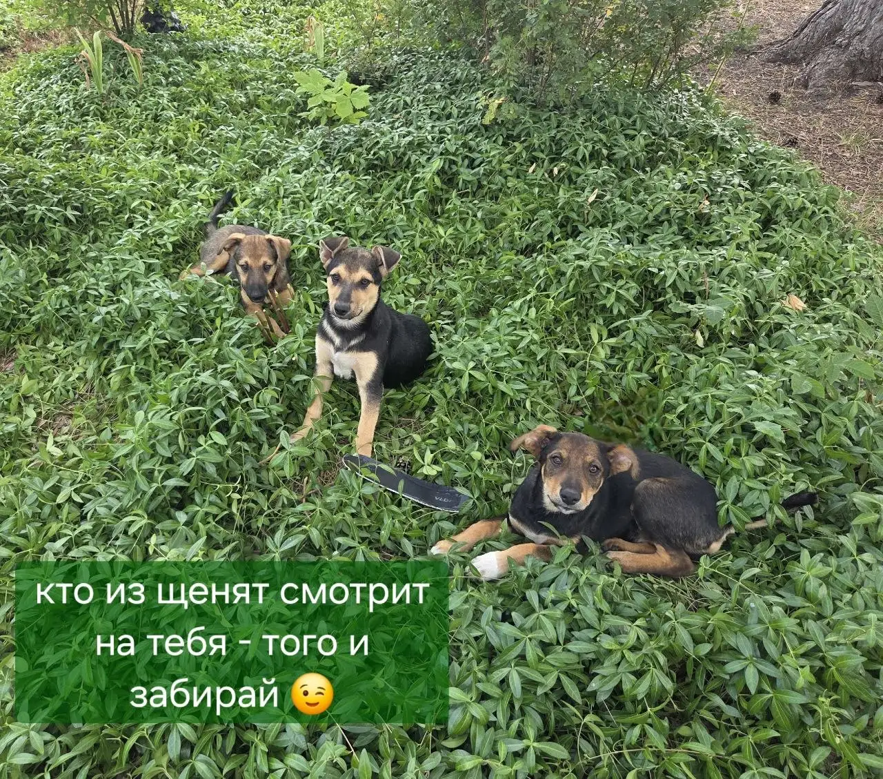 Срочно ищу дом щенкам в Демино, Ставрополь - Кошки и собаки (Животные) в Ставрополь