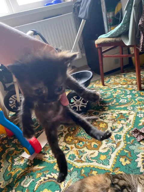 Котята в добрые руки - частное объявление в Михайловск