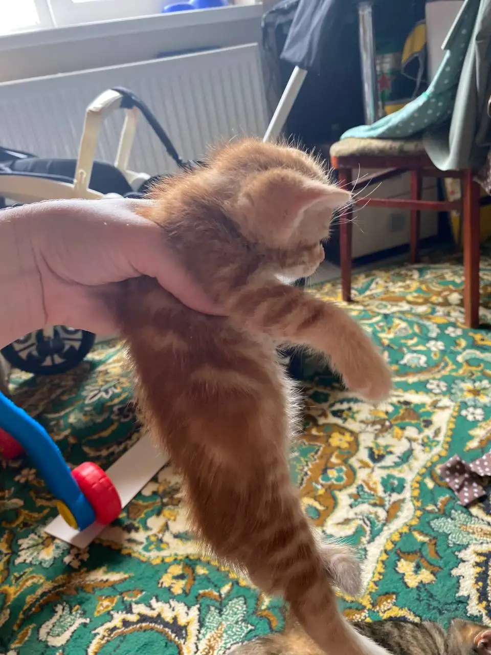 Котята в добрые руки - Животные в Михайловск
