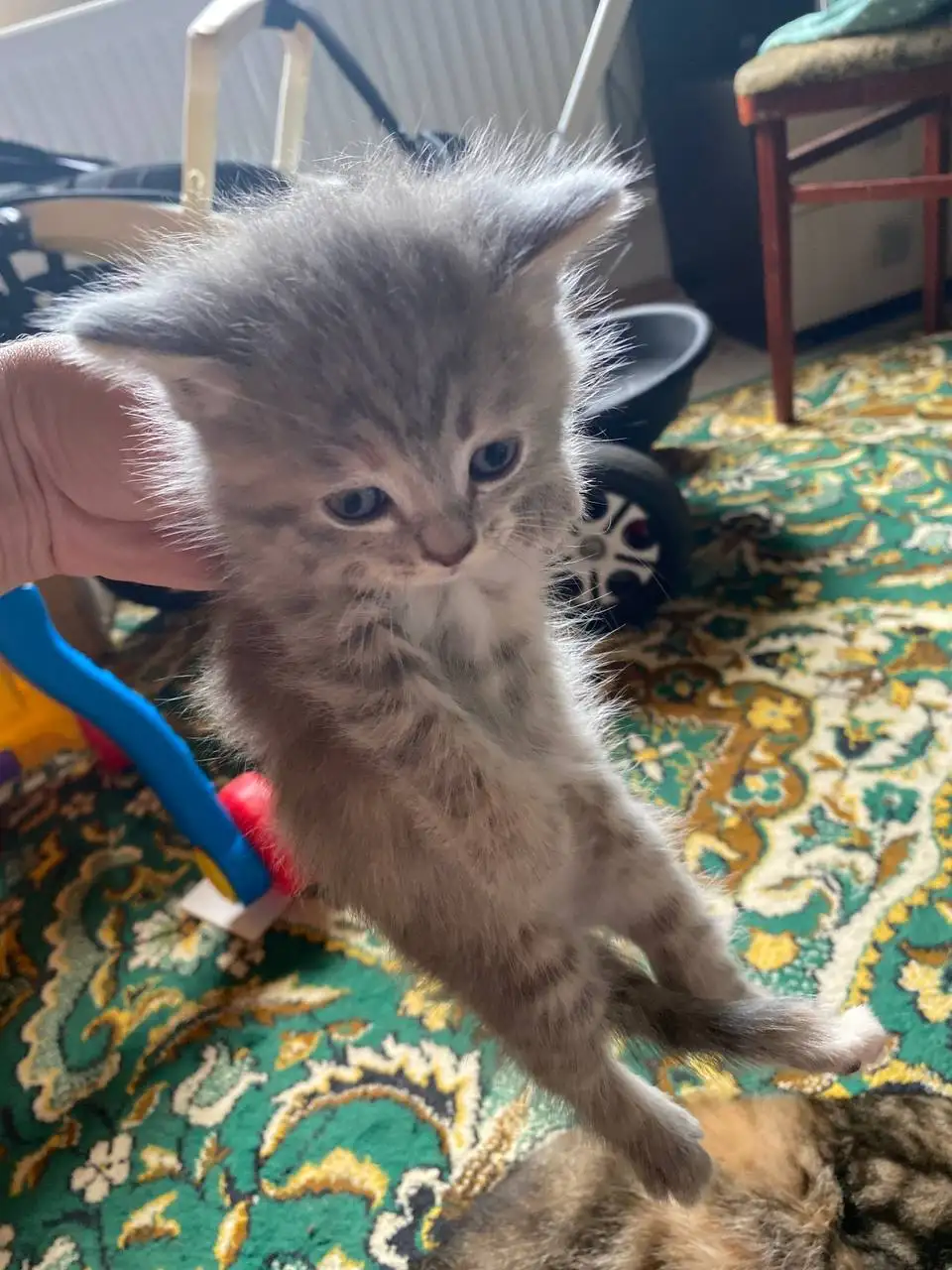 Котята в добрые руки - Животные в Михайловск