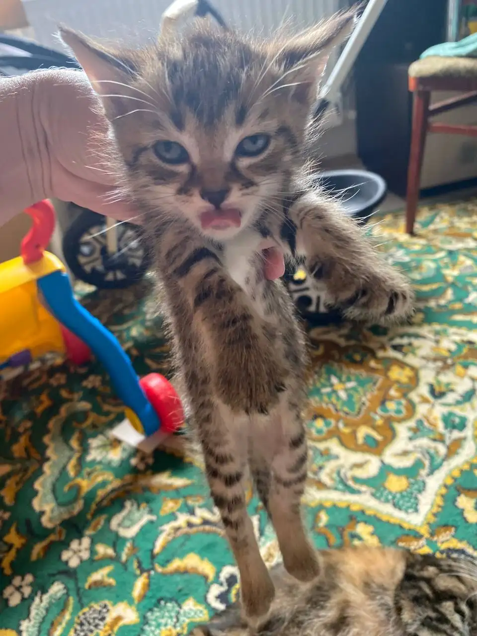 Котята в добрые руки - Животные в Михайловск