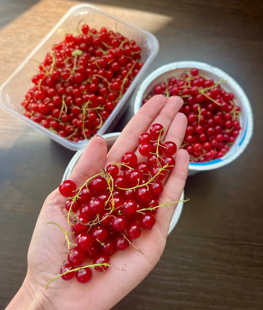 Продажа красной смородины - Ягоды (Продукты питания) в Ставрополь
