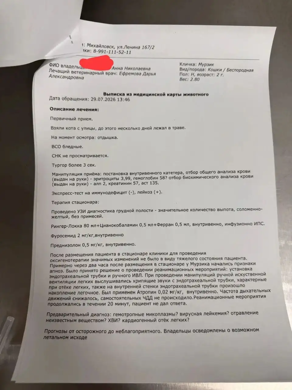 Срочный сбор на покрытие долга за лечение кота - Услуги в Ставрополь