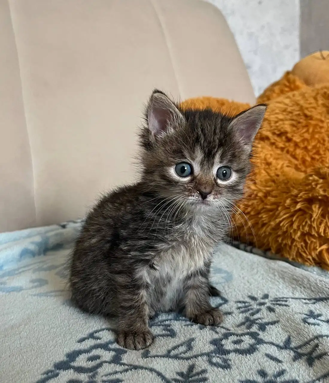 Миленькие котята ищут дом - Кошки (Животные) в Ставрополь